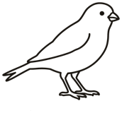 Lens Canary